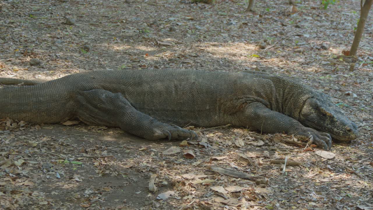 el dragón de komodo yace en el suelo, mostrando su encanto prehistórico.