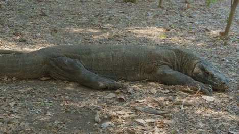 komodo dragon lies on the ground, showcasing its prehistoric allure