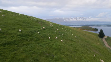Large-number-of-sheep-on-grassy-hillside,-lake-and-snowy-mountains-in-background