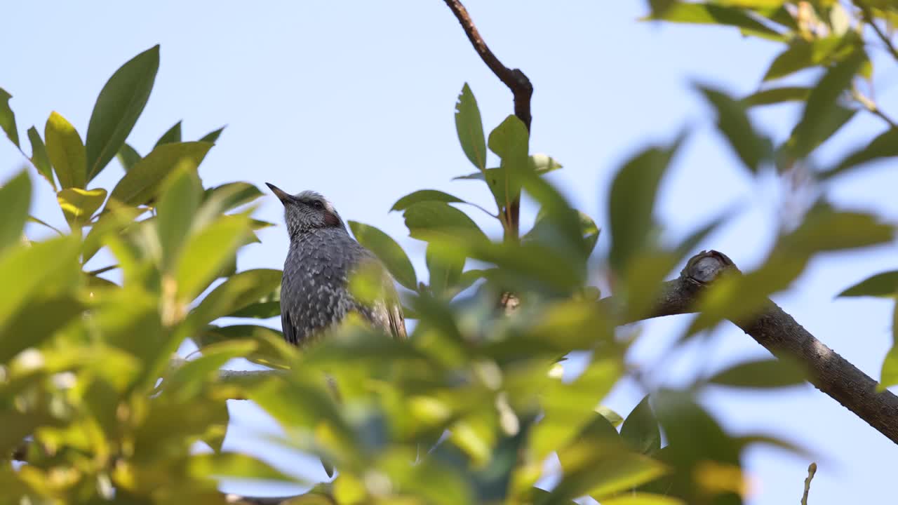나무 의 주변 환경 과 상호 작용 하는 새