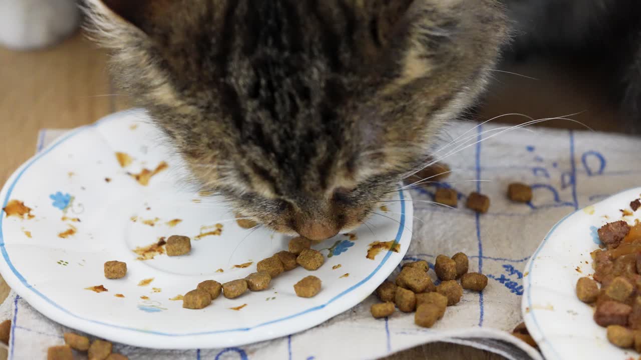 Nahaufnahme einer Hauskatze, die in Zeitlupe frisst und Futter von einem Teller leckt. Natürliches Fressverhalten in einer gemütlichen Wohnung, ideal für Haustierpflege-, Ernährungs- und Lifestyle-Konzepte