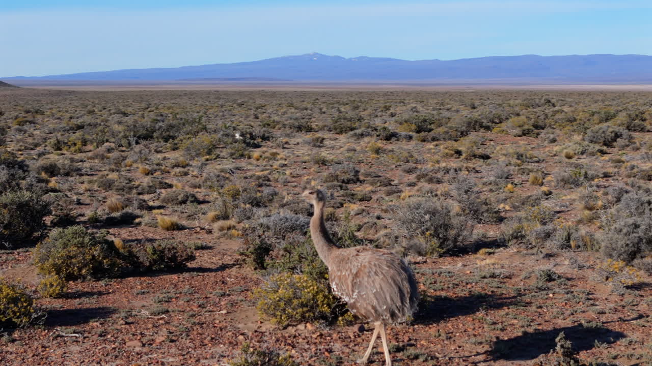 Close-up drone view of an emu in arid desert landscape, Patagonia Chubut, Argentina.