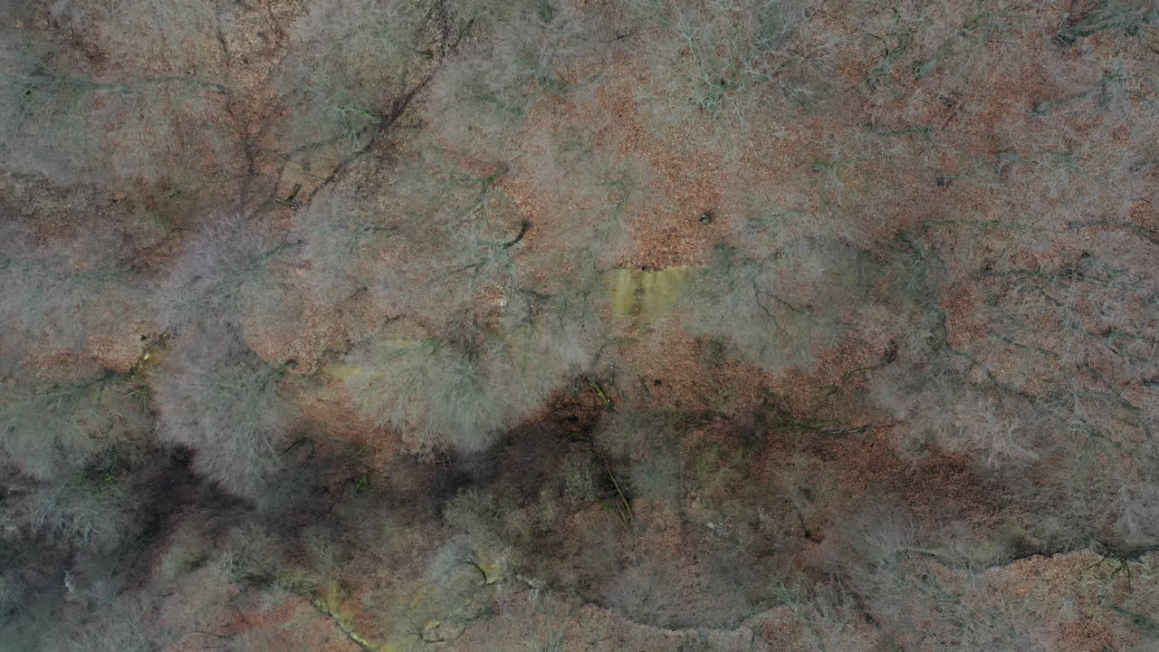 Forest wasteland with lots of dead trees.