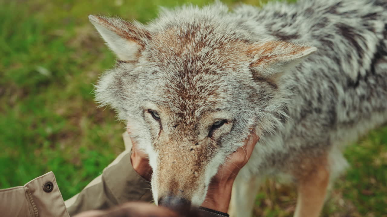 Close up shot of a male instructor petting and bonding with a wolf. wildlife interaction and connection with humans.