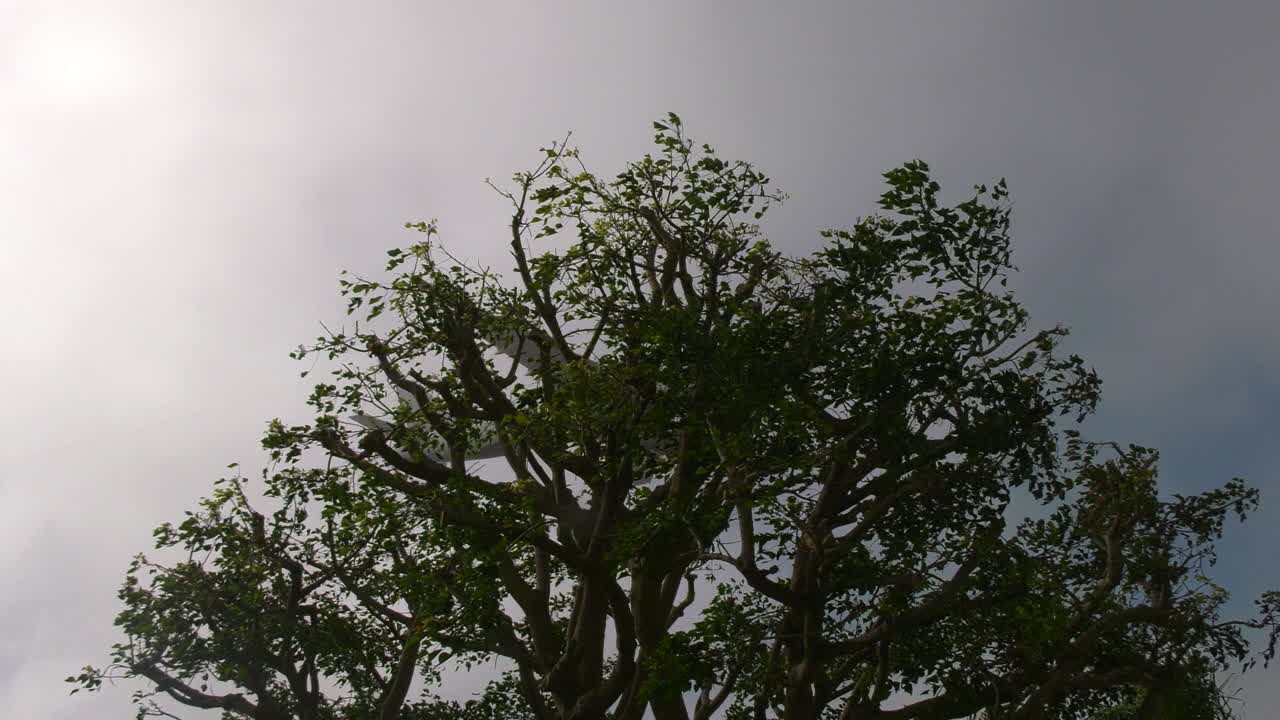 안개 낀 활주로에 착륙하는 비행기