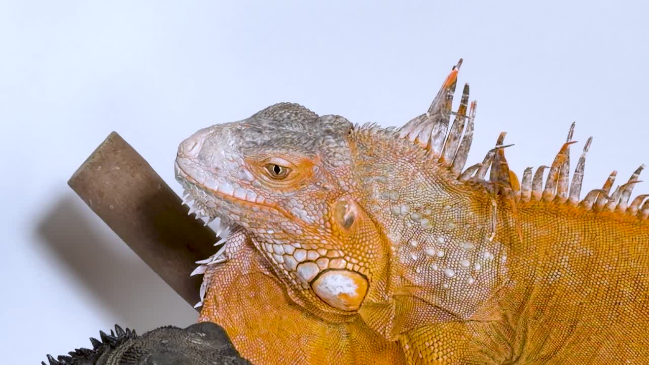 Una iguana naranja grande y un lagarto negro más pequeño descansan juntos sobre un fondo blanco