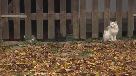 The-spotted-cat-was-playing-with-her-little-baby