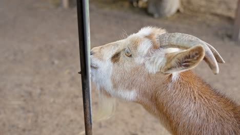 silly horned goat licking random stuff around posing