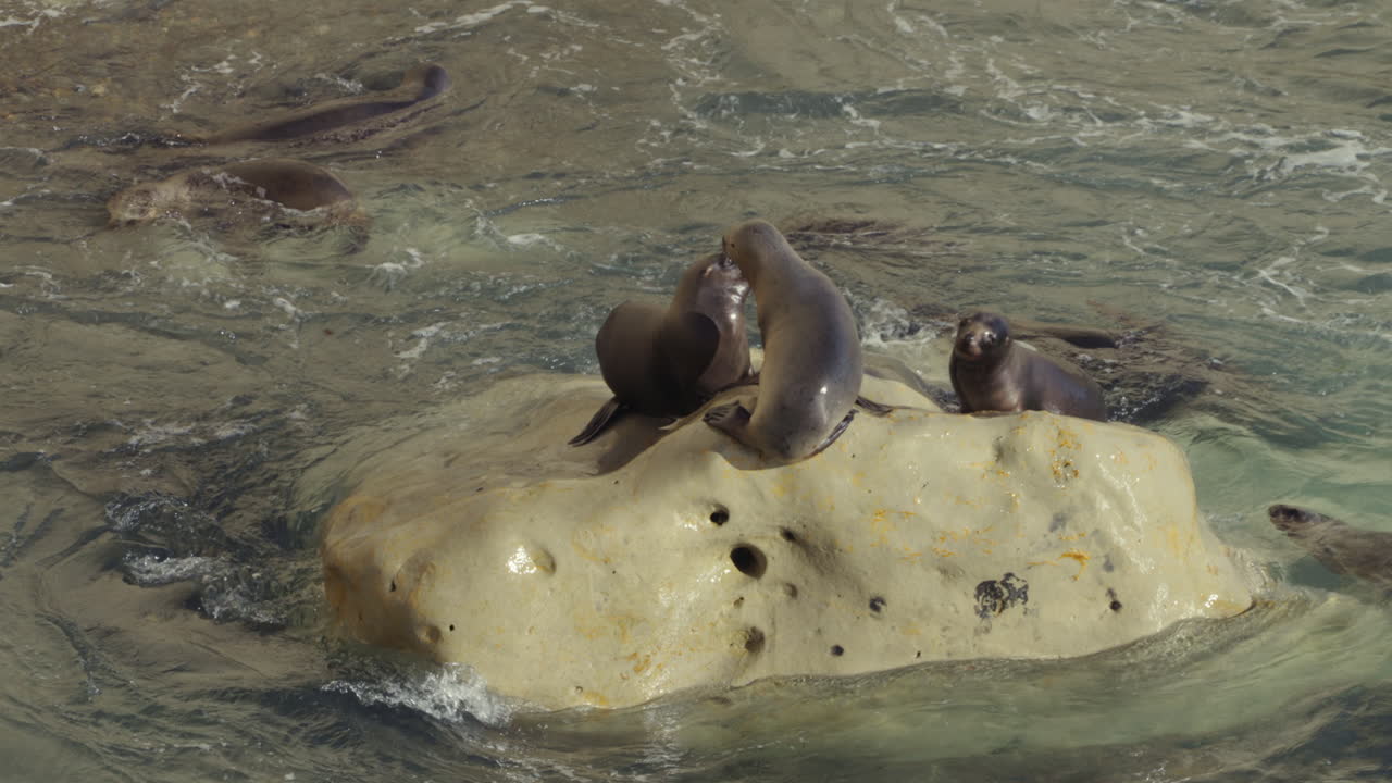 Sea lions resting together on rock surrounded by sea waves, Península Valdés, Patagonia, Chubut Province, Argentina