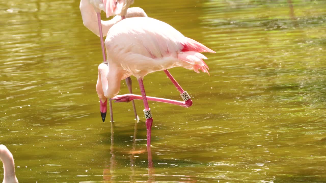 공원 연못 에서 바다 를 고 상호 작용 하는 플라밍고