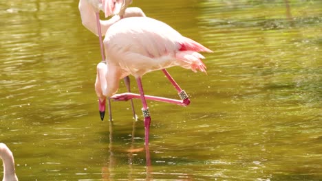 flamencos vadeando e interactuando en un estanque del parque