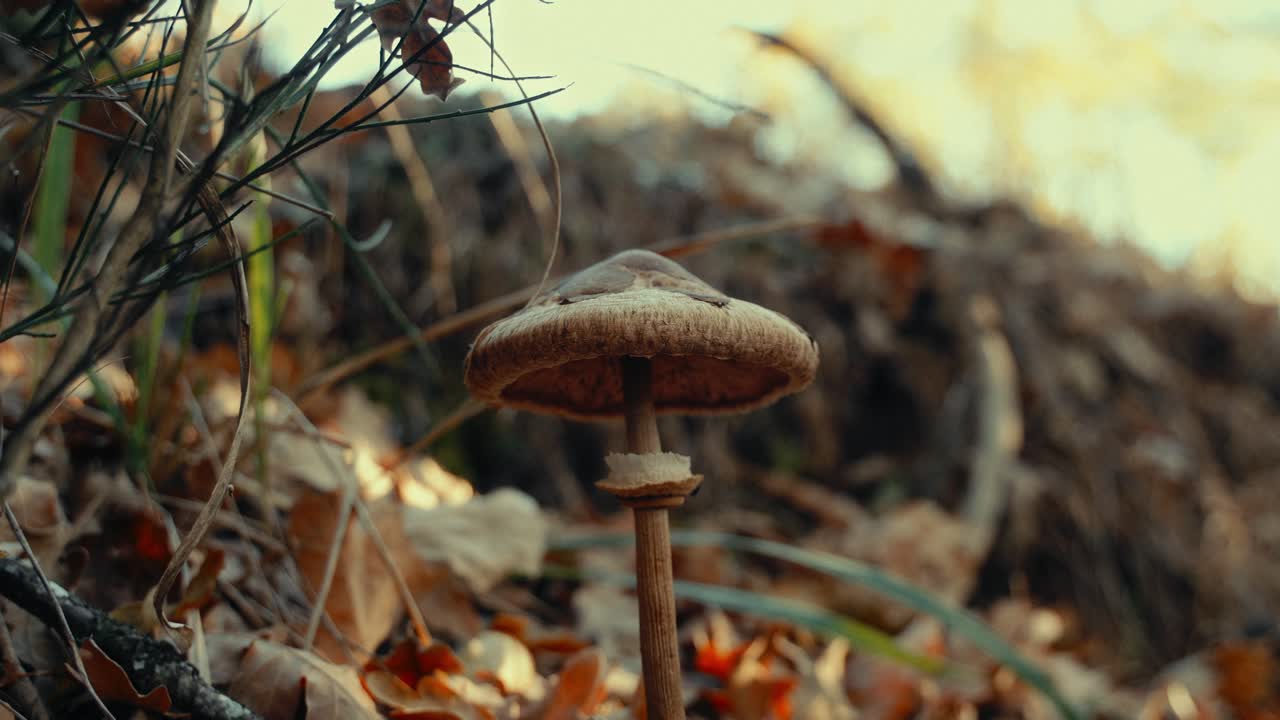 Close-up of a Wild Mushroom Growing in an Autumn Forest