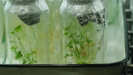experimento de crecimiento de plantas en frascos de vidrio