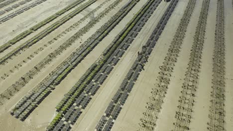 farmers harvesting oysters in an oyster farm in normandy, france