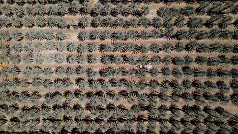 tiro de dron de palmera datilera 4k_2