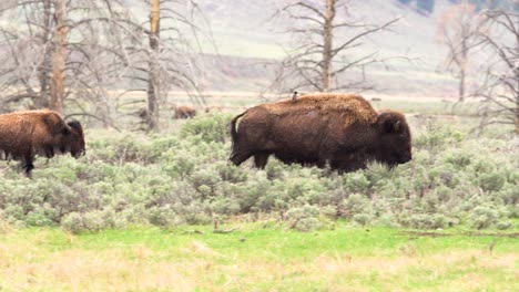 bison herd traveling while bird lands on bison's back at yellowstone national park in wyoming