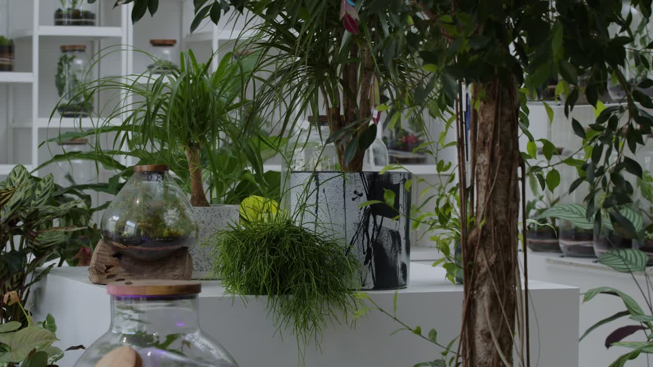 Laboratorio floreale con piccoli ecosistemi nei terrari, inquadratura panoramica