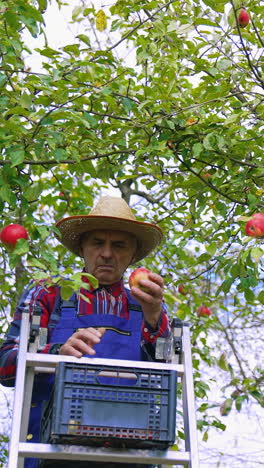 organic food farmer picking fresh and ripe apples. apple farmer harvesting fresh fruits from the tree. vertical video