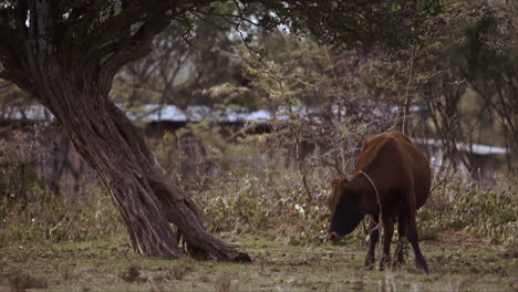 Cow-standing-and-grazing-in-the-field