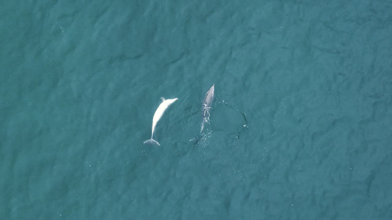 A beautiful drone shot of dolphins playing in crystal clear teal water at a camping spot in Santa Monica, Los Angeles, California