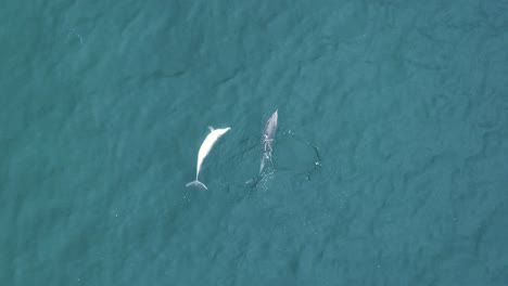 Una-Hermosa-Foto-De-Drones-De-Delfines-Jugando-En-Aguas-Cristalinas-De-Color-Verde-Azulado-En-Un-Lugar-Para-Acampar-En-Santa-Mónica,-Los-ángeles,-California