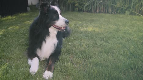 toma media ancha de un perro tirado en el césped y mirando fuera del encuadre