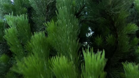 close-up views of dense green foliage