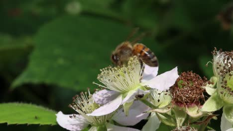 A-Honeybee-on-a-white-Bramble-flower-in-early-Summer