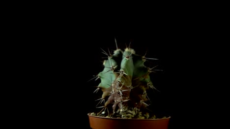 green cactus with sharp needles rotates on dark background.