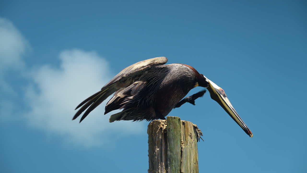 Pellicano bruno appollaiato su un palo di legno contro un cielo blu. Pellicano bruno seduto su un palo del molo consumato sotto un cielo blu con nuvole soffici, vista laterale, luce diurna, spazio per il testo.