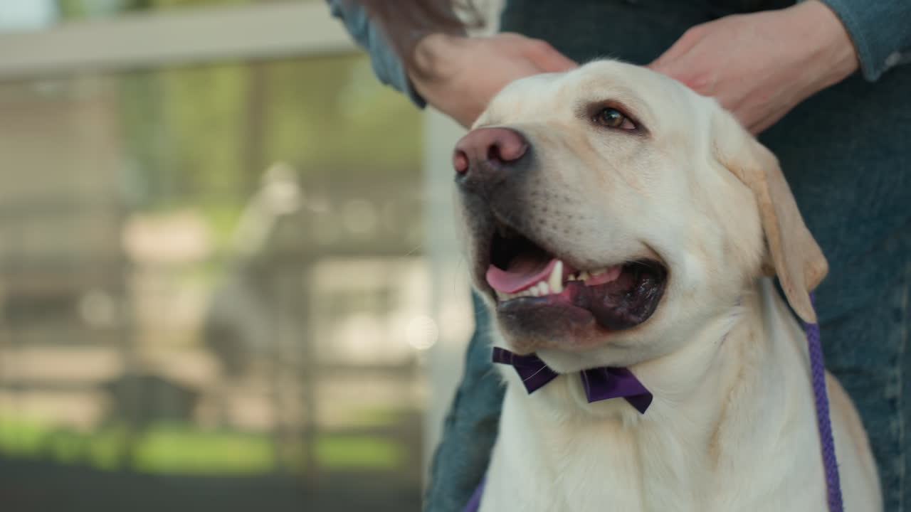 Un dueño adoptivo y un labrador comparten un momento de alegría en el exterior; escena de adopción alegre con un labrador que lleva una pajarita en el exterior; momento de celebración de una persona que adopta un labrador con una pajarita festiva en el exterior.