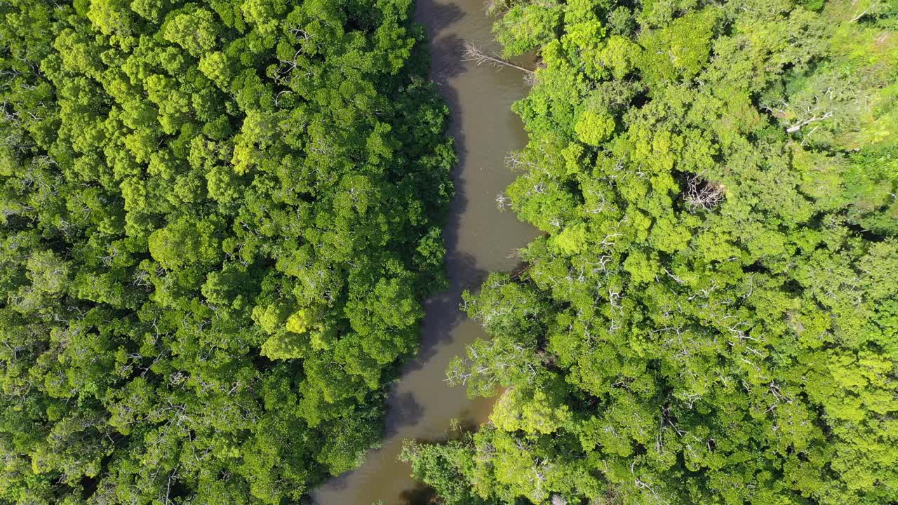 selva tropical de daintree antena de arriba hacia abajo de creek y dosel de árboles, queensland, australia