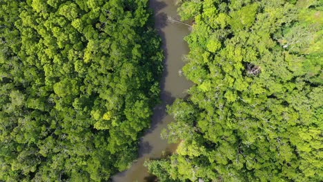 Daintree-Rainforest-top-down-aerial-of-creek-and-tree-canopy,-Queensland,-Australia