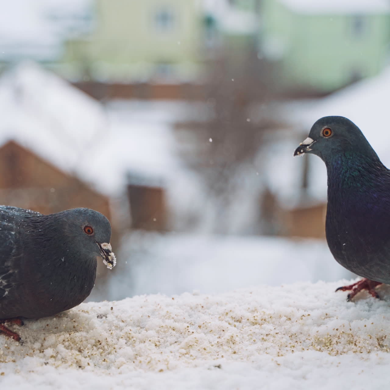 Pretty gray pigeons on the house in snowy winter eating bread. Hungry birds eating crumbs in the snow on the town background. Close-up