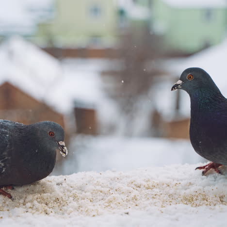pretty gray pigeons on the house in snowy winter eating bread. hungry birds eating crumbs in the snow on the town background. close-up