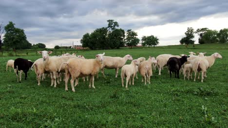 flock of white and black sheep in green meadow pasture, diversity and racism theme, ewe with udder for milk production, animals in rural countryside in usa