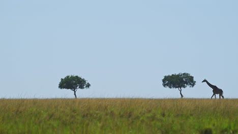 Toma-En-Cámara-Lenta-De-Jirafas-Lejos-Caminando-Por-El-Horizonte,-Fauna-Africana-Solitaria-Y-Aislada-En-La-Reserva-Nacional-De-Masai-Mara,-Kenia,-Animales-De-Safari-Africanos-En-La-Conservación-Del-Norte-De-Masai-Mara