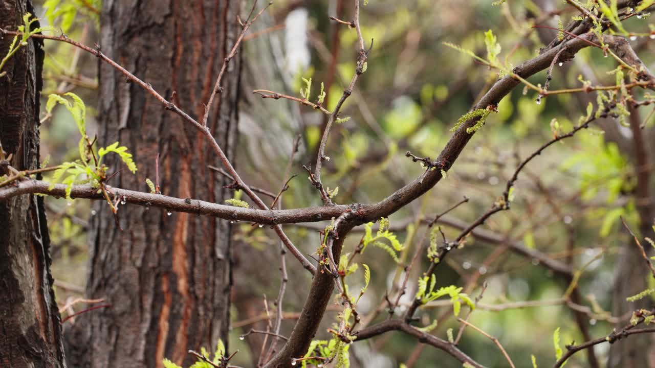 Raindrops bead on soft, green buds as April showers sweep through Colorado’s lower Rocky Mountain woodlands.