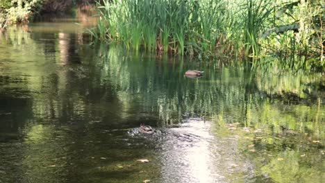 a duck swims in a serene garden pool