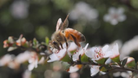 Abeja-Melífera-Chupando-Néctar-Mientras-Frota-Polen-En-El-Abdomen-Y-Las-Piernas,-De-Cerca