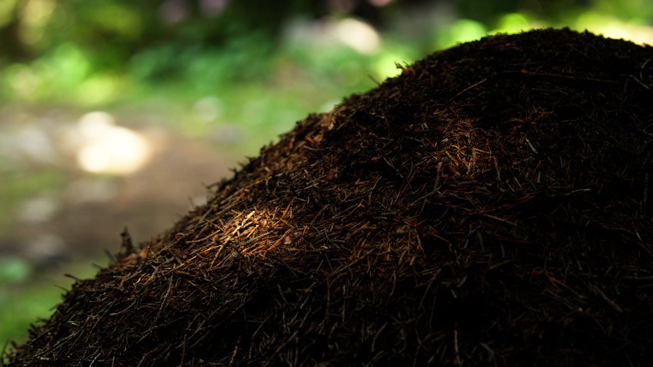 Large ant nest in a forest, with numerous ants moving across the mound among soil, pine needles and organic material.