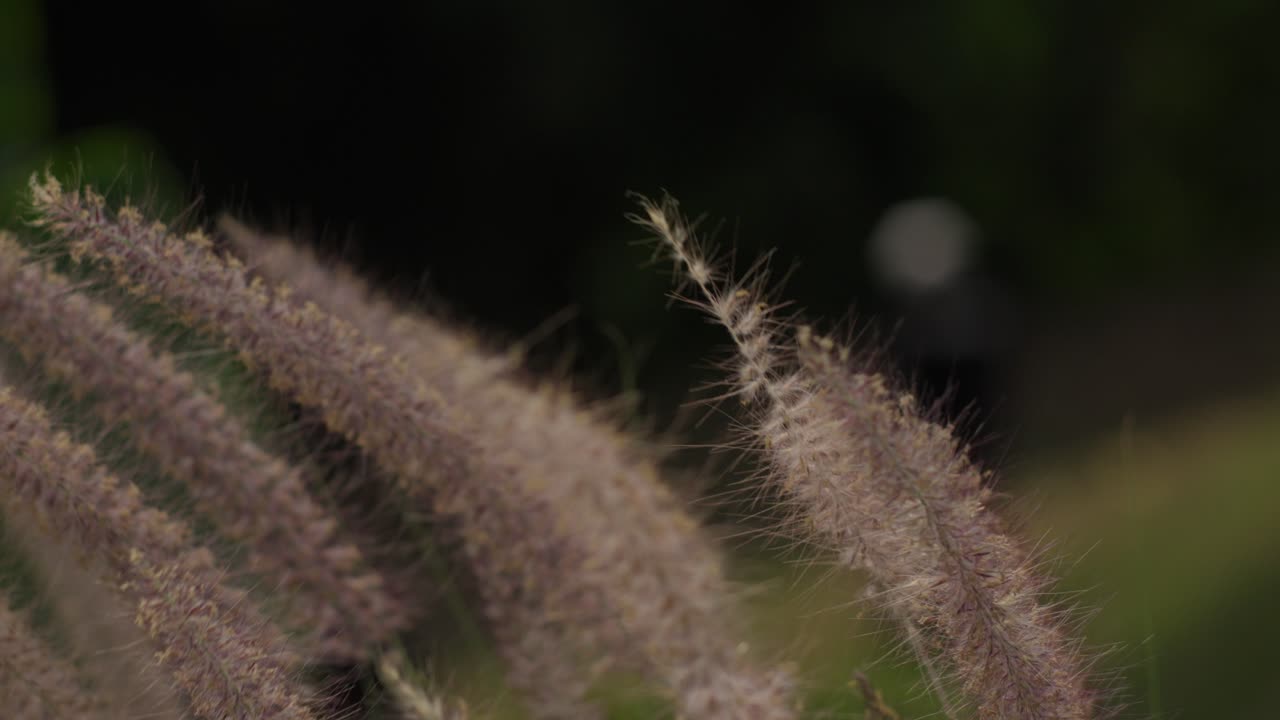Swaying Ornamental Grass, Fox Tail Blooms Plant (Liliopsida, Poaceae) In Gentle Breeze. Selective Focus Shot