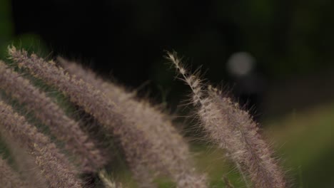 swaying ornamental grass, fox tail blooms plant (liliopsida, poaceae) in gentle breeze. selective focus shot