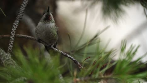 A-hummingbird-flies-to-a-tree-branch