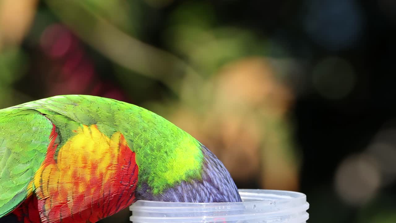 A colorful lorikeet drinks water from a clear plastic cup in a natural setting.