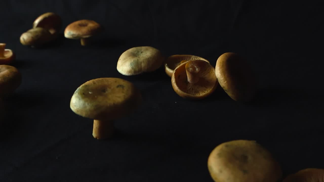 Close up video gliding over Orange Milkcap mushroom funghi placed on a black studio background. Some mushrooms are tilted over and some are standing on their freshly cut small stems