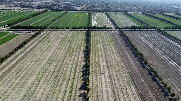 hermosos campos bien cuidados