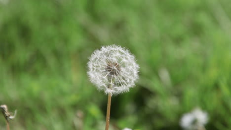 flor de diente de león sola, blanca y madura con cabeza de semilla