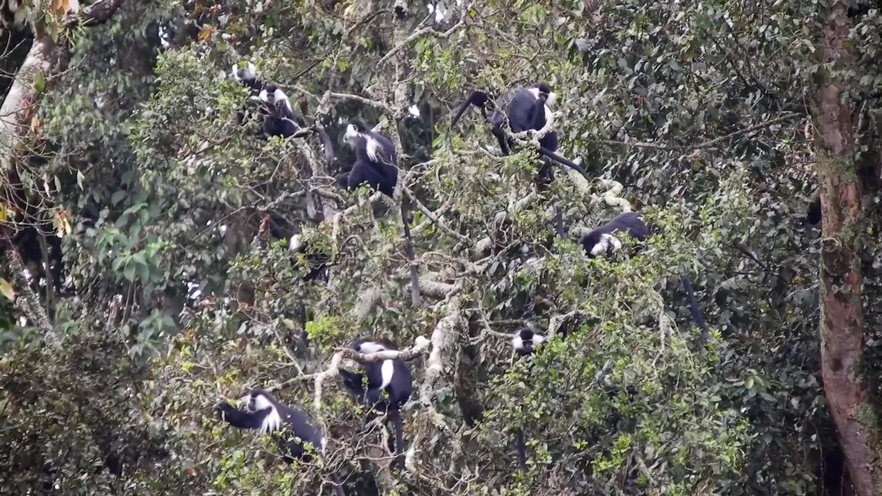 Gruppo di scimmie Colobus che riposano su un albero