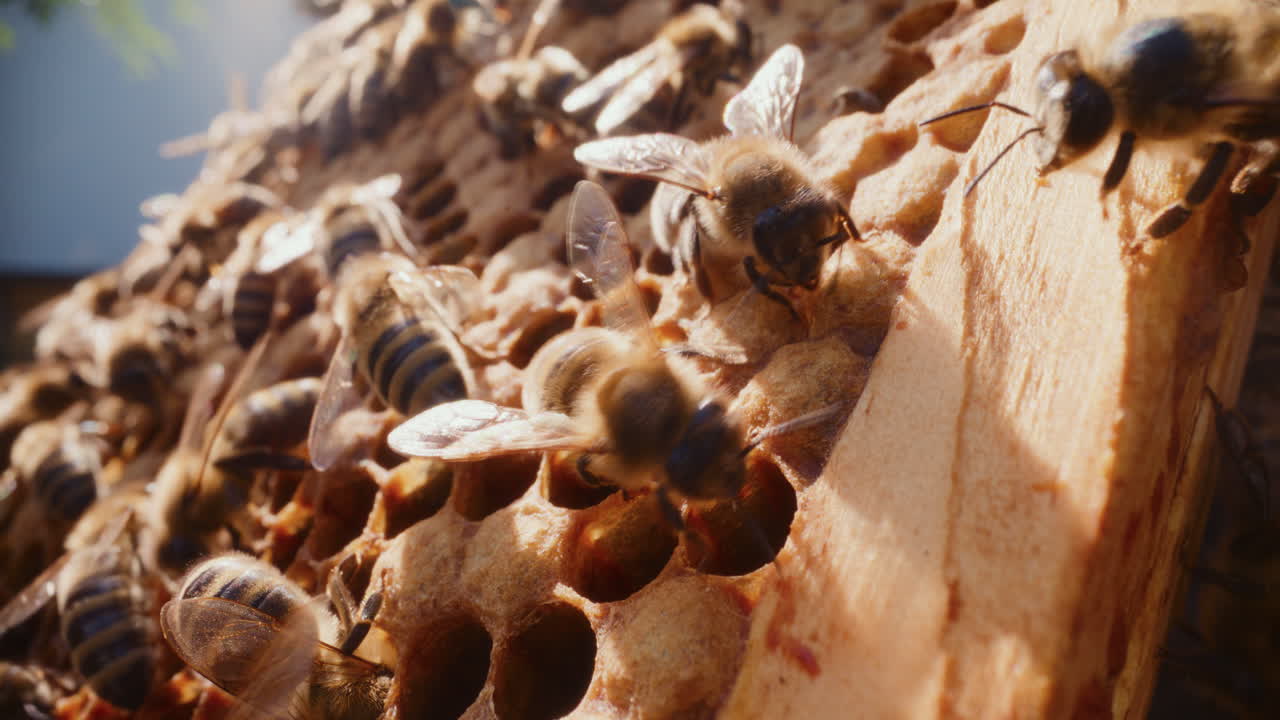Bees Produce Honey on Honeycomb